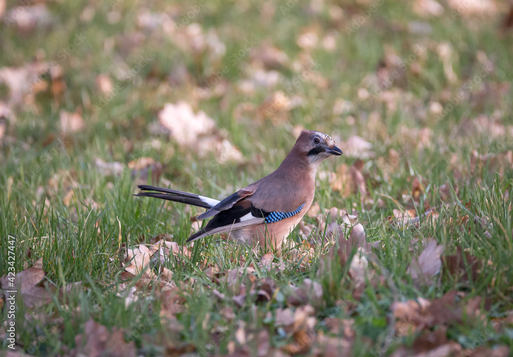 Brown bird on grass looking into the camera Brown bird on grass looking into the camera