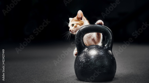 Cat and kettlebell in the gym.