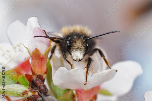 Frontal closeup of a male of the horned orchard bee, Osmia cornuta on a white prune flower photo