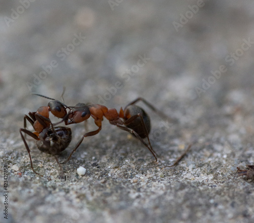 Forest ants fight macro