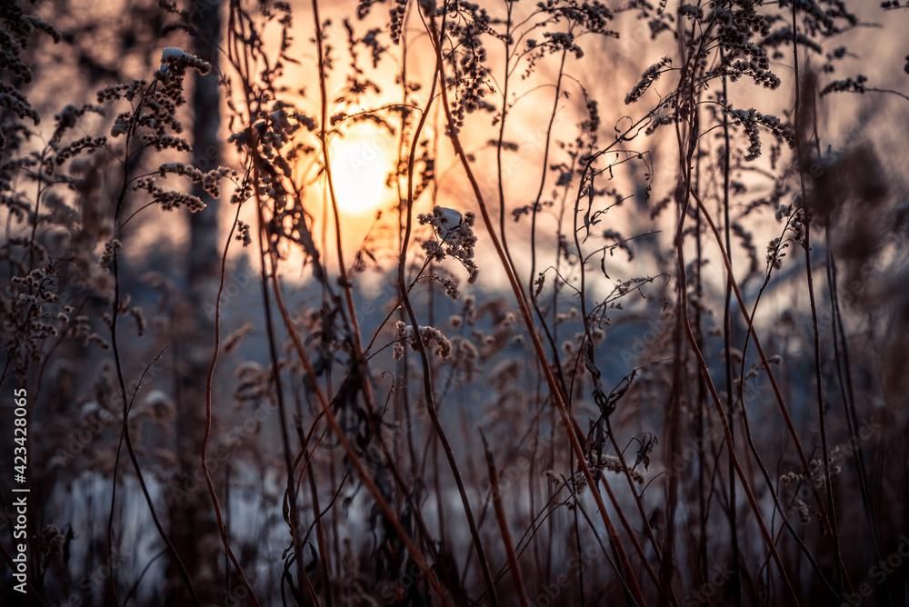 Fototapeta premium beautiful winter forest at sunset