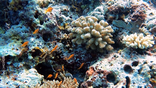 Coral reef with fish 