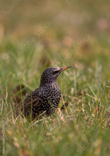 Black bird with spots sitting in the green grass