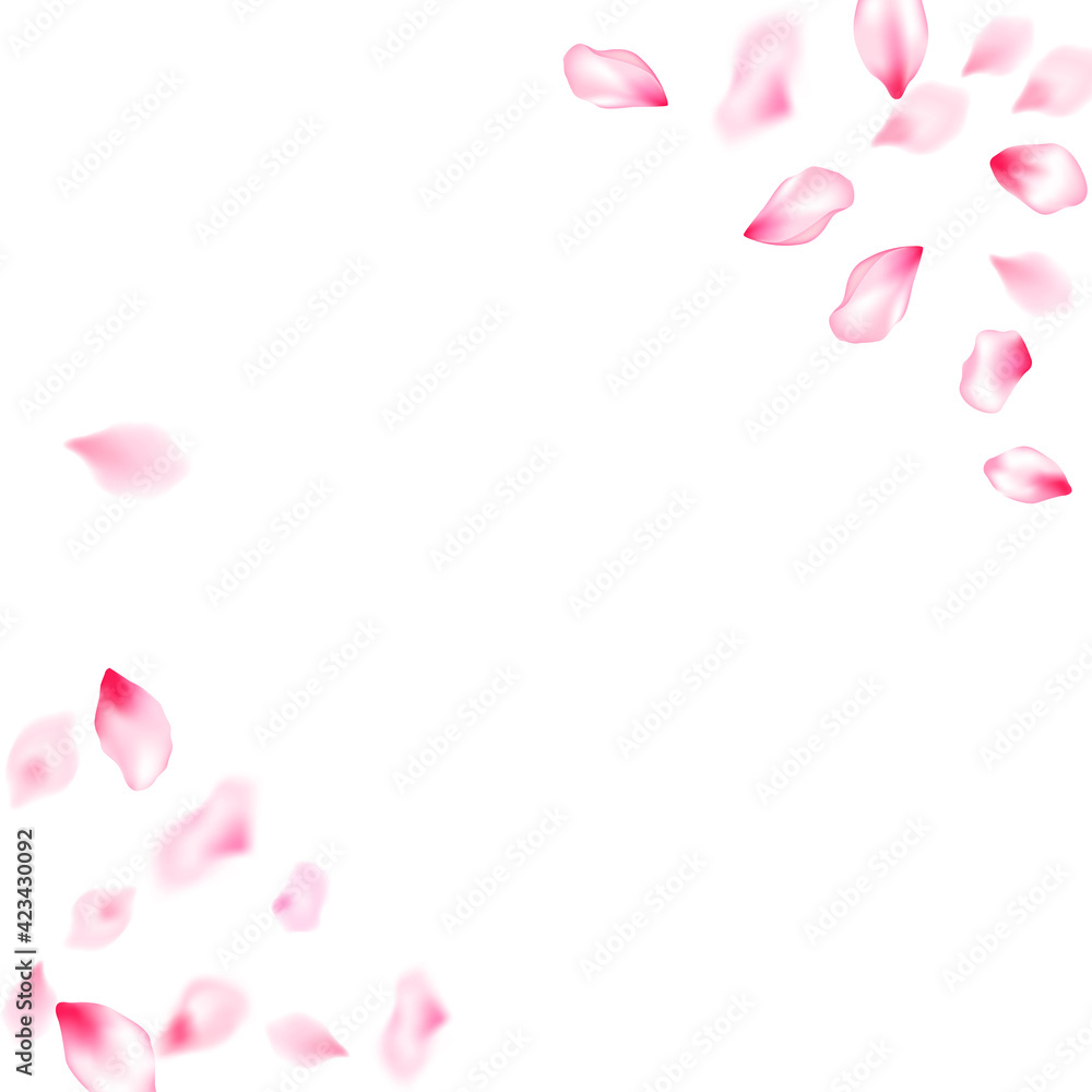 Pink cherry blossom petals isolated