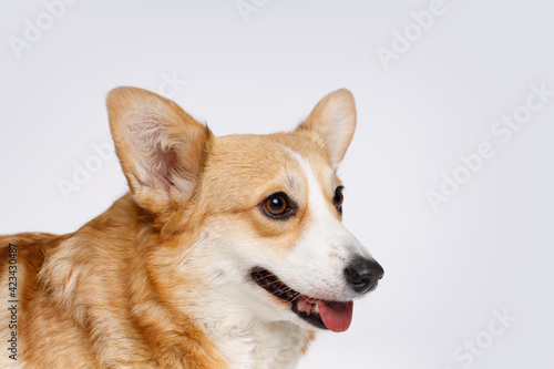 Portraite of cute puppy corgi. Little smiling dog on gray background. Free space for text. © KDdesignphoto