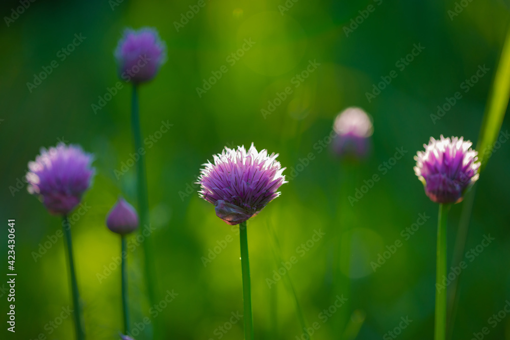 Beautiful garden decorative plants in the spring sunlight. Chives or Allium Schoenoprasum in bloom with purple violet flowers and green stems. Chives is an edible herb for use in the kitchen. Beautiful garden decorative plants in the spring sunlight. Chives or Allium Schoenoprasum in bloom with purple violet flowers and green stems. Chives is an edible herb for use in the kitchen.