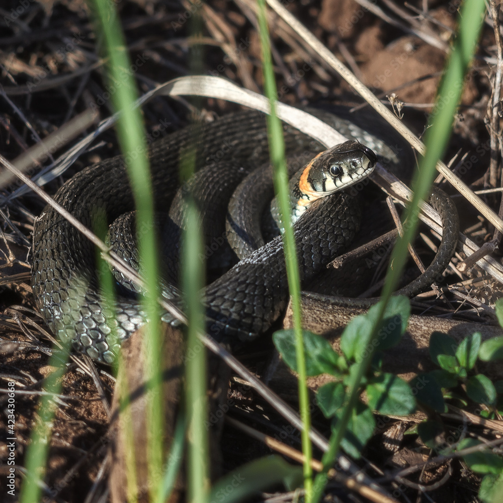 Fototapeta premium snake in the grass