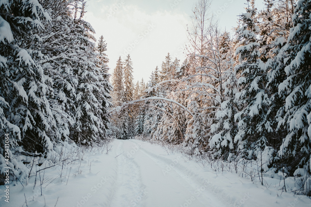 Obraz premium road in winter