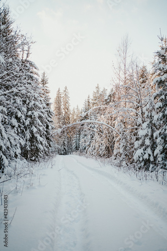 road in winter forest © Ginta