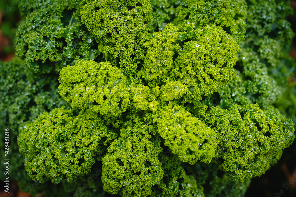 kale leafs