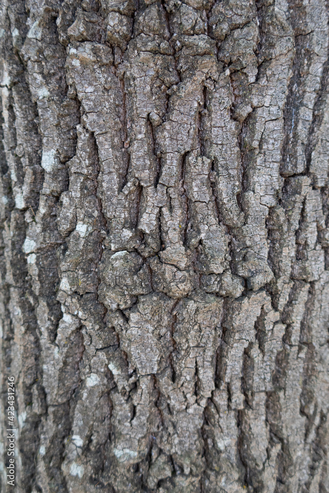 Relief texture of the tree trunk bark Relief texture of the tree trunk bark