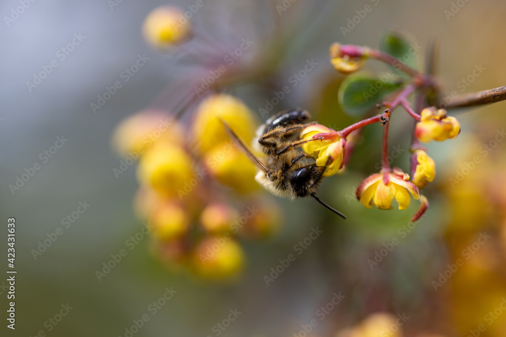 Bee on yellow bush flowers. Detailed macro view. Bee on yellow bush flowers. Detailed macro view.