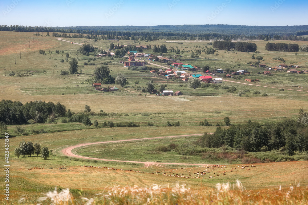 Fototapeta premium landscape with cows