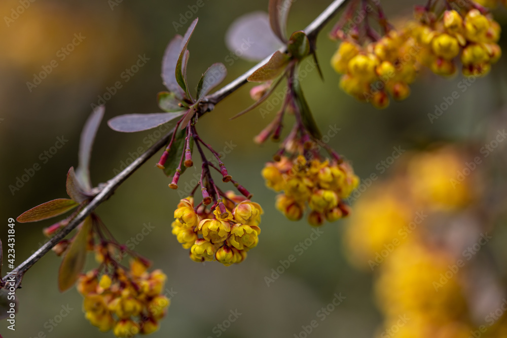 Yellow bush flowers. Detailed macro view.