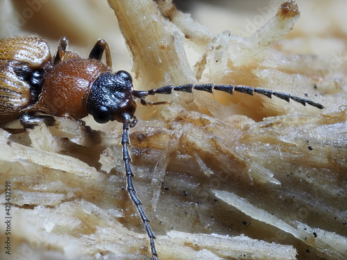 Zahnhalsiger Schnellkäfer (Denticollis linearis) photo