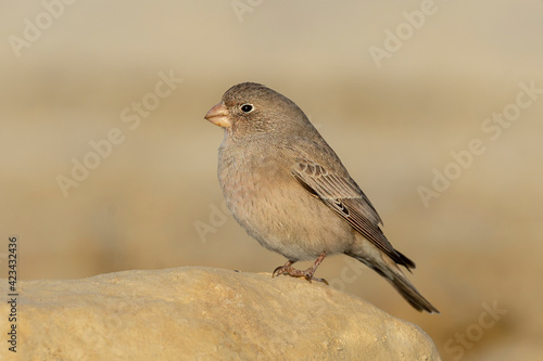 Trumpeter finch. The trumpeter finch is a small passerine bird in the finch family Fringillidae. It is mainly a desert species which is found in North Africa and Spain through to southern Asia.