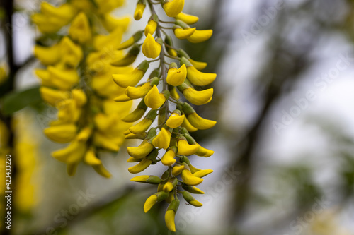 Yellow caesalpinia flower. Detailed macro view. photo