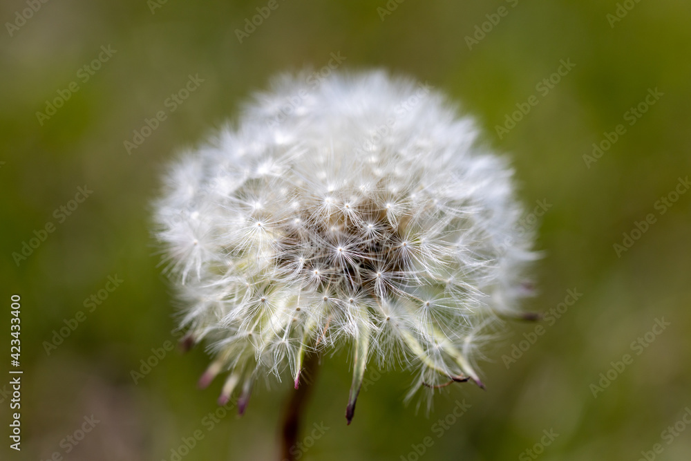White dandelion flower. Detailed macro view. White dandelion flower. Detailed macro view.
