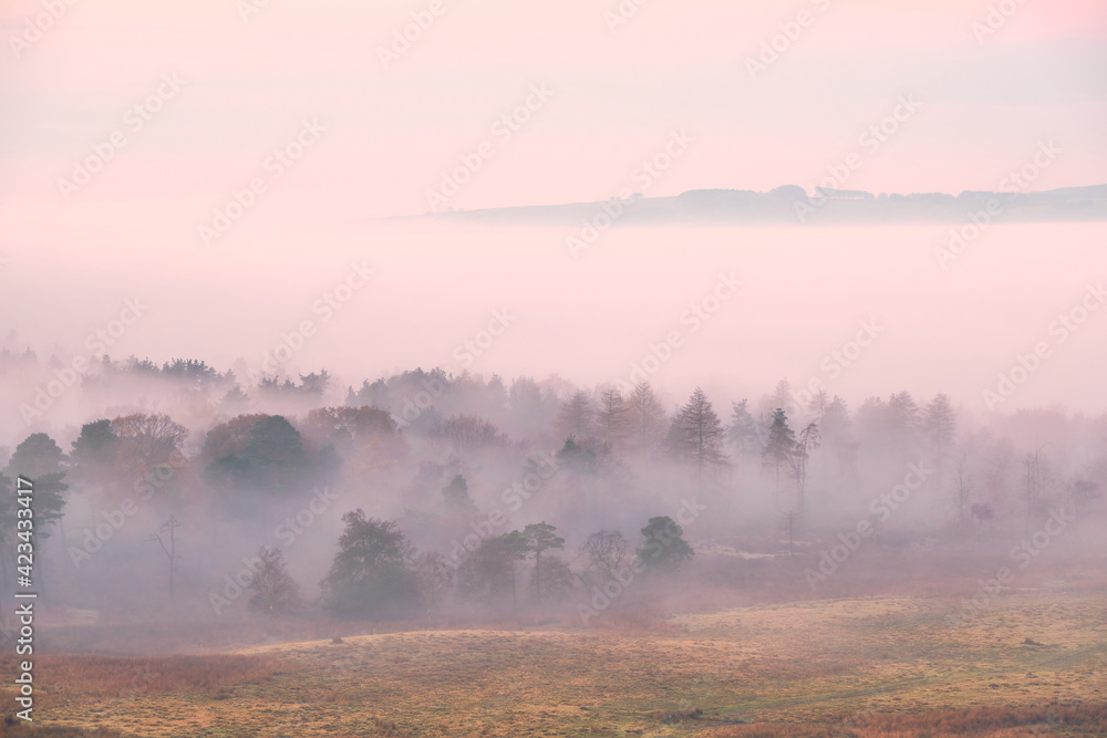 Eyam Moor visible above a cloud inversion and early morning mist in trees, Longshaw, Peak District, UK