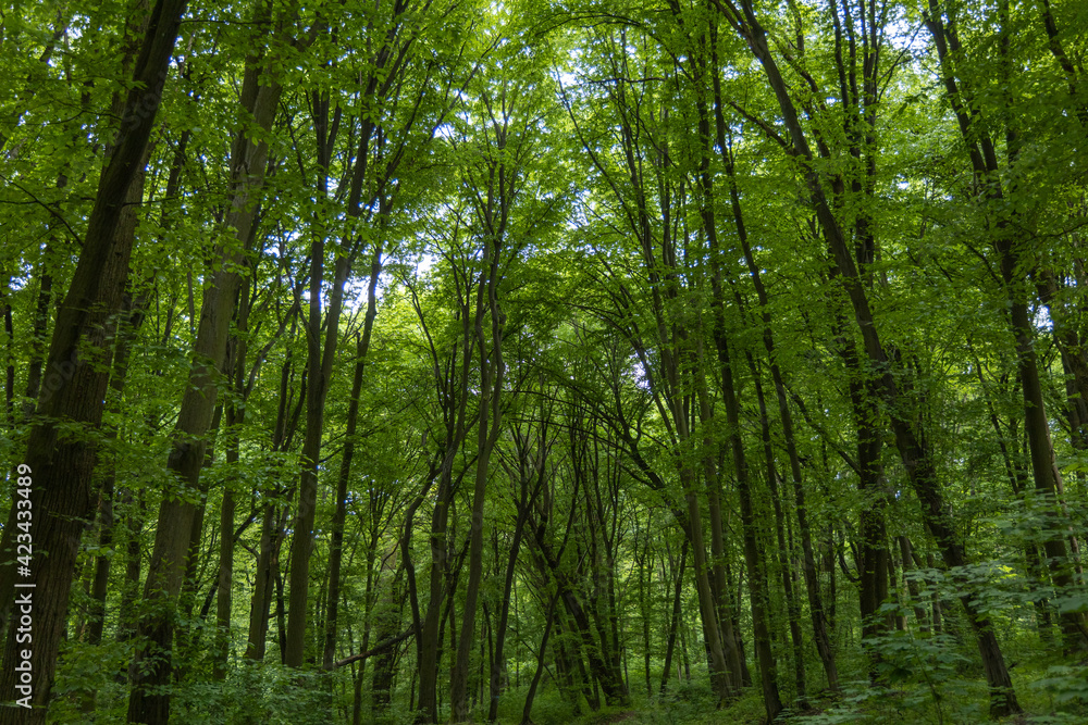 Green deciduous forest in summer. Green deciduous forest in summer.