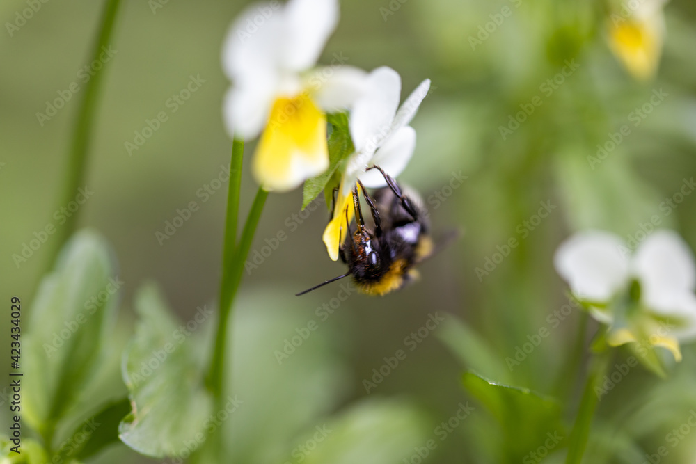 Bee on a pansy flower. Detailed macro view. Bee on a pansy flower. Detailed macro view.