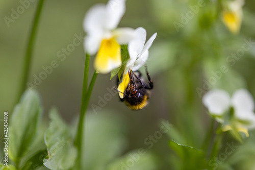 Bee on a pansy flower. Detailed macro view. © Sergey