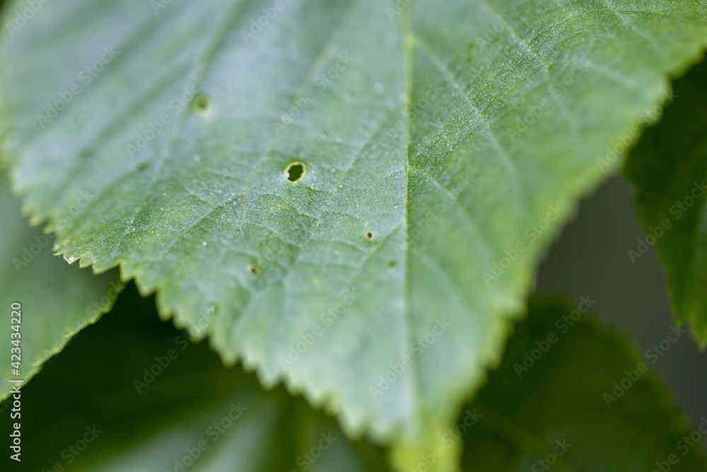 Green leaf in the forest. Detailed macro view. Green leaf in the forest. Detailed macro view.