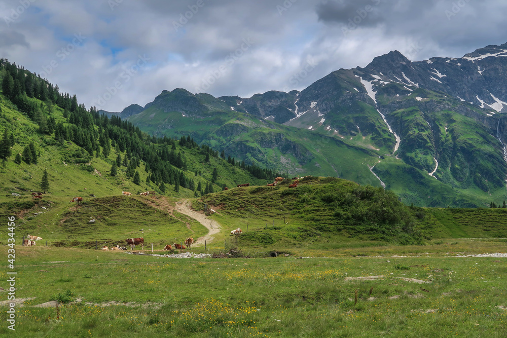 meadow at the end of the Gastein valley