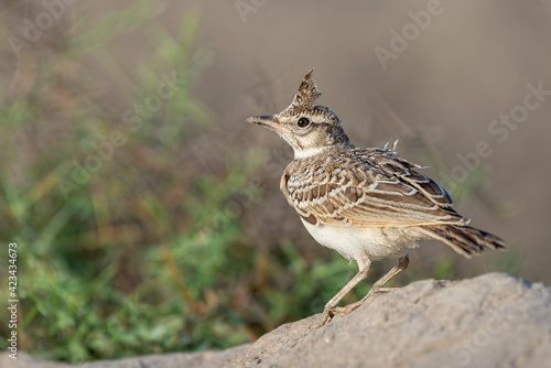 Crested lark. The crested lark is a species of lark distinguished from the other 81 species of lark by the crest of feathers that rise up in territorial or courtship displays and when singing.