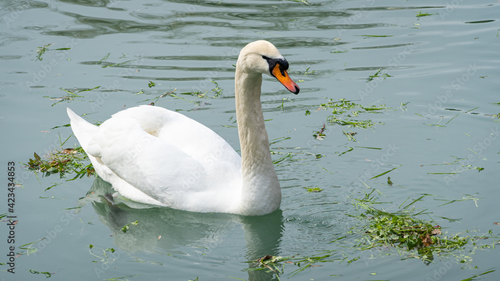 Naklejka premium White swan gracefully swims in beautiful pond with emerald water. Pond is called Big Lake with Swan Island. Sunny spring day in Arboretum of Park of Southern Cultures in Sirius (Adler) Sochi.
