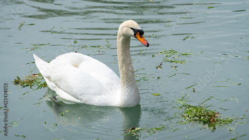 White swan gracefully swims in beautiful pond with emerald water. Pond is called Big Lake with Swan Island. Sunny spring day in Arboretum of Park of Southern Cultures in Sirius  Adler  Sochi.