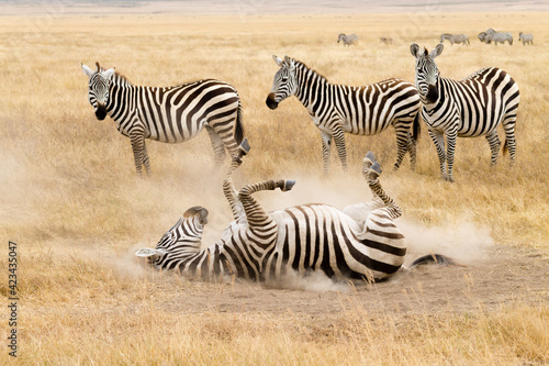 Zebra that is rolling on the ground. Ngorongoro crater, Tanzania
