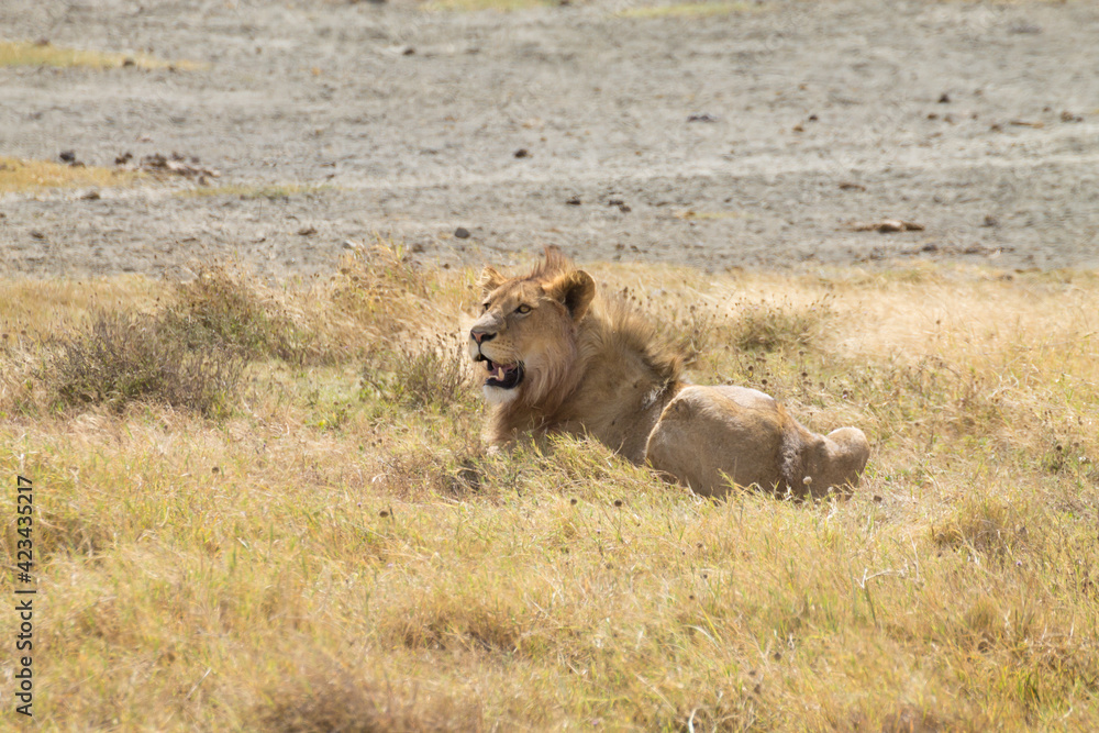 Lion on Ngorongoro Conservation Area crater, Tanzania Lion on Ngorongoro Conservation Area crater, Tanzania