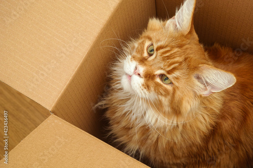 A red maine coon sitting in a cardboard box and looking upwards