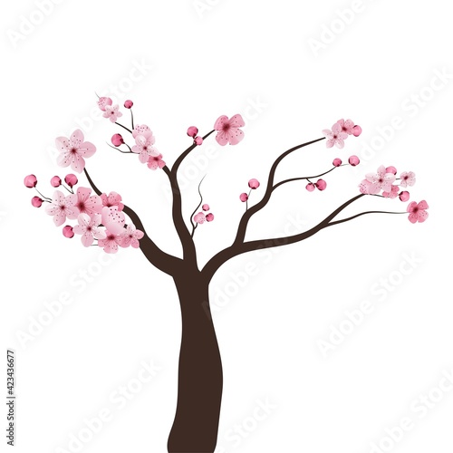 Full bloom pink sakura tree Cherry blossom black wood isolated on white, flower branch backdrop, flora bush banner vintage frame. Pastel sweet spring floral wallpaper.