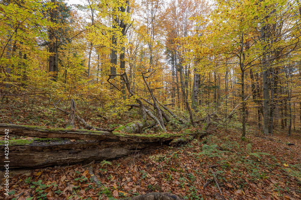 Fototapeta premium autumn in the beech forest with fallen decayed log