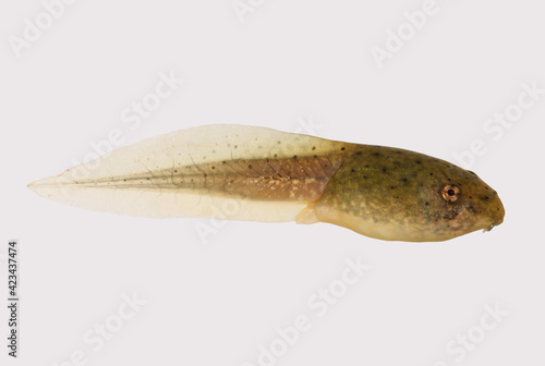 Tadpole of an American Bullfrog (scientific name Rana catesbeiana or Lithobates catesbeianus, depending on the taxonomic authority) on a white background. 