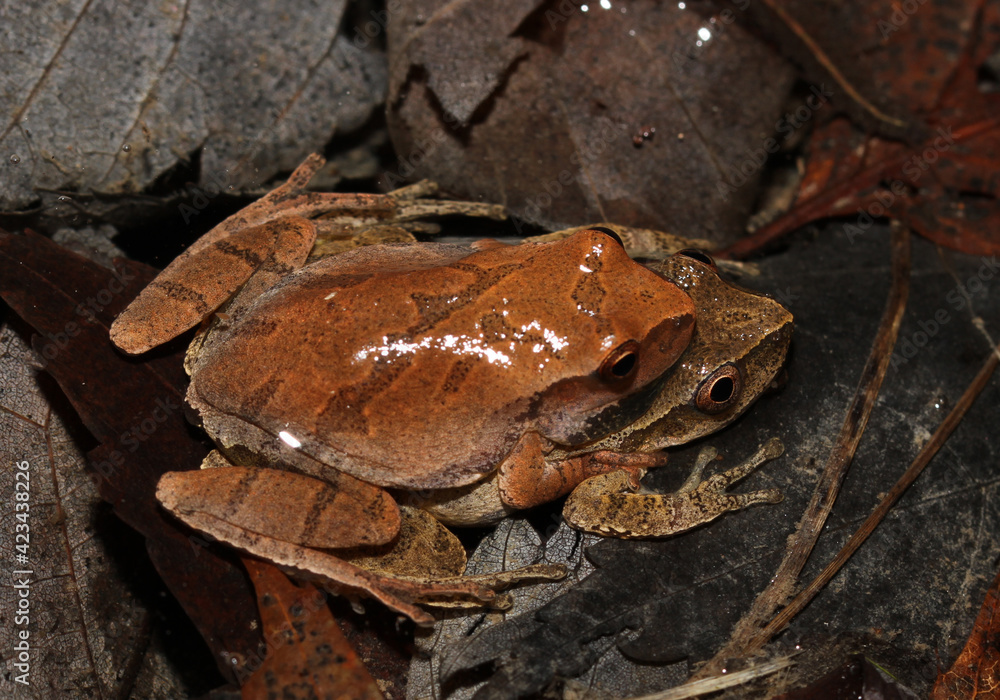 Mating Spring Peeper (Pseudacris crucifer) frogs, with a male clinging to the back of a female in a behavior known as amplexus. Mating Spring Peeper (Pseudacris crucifer) frogs, with a male clinging to the back of a female in a behavior known as amplexus.