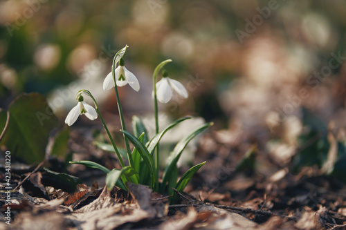 Blooming snowdrops. Kiev Botanical Garden. Spring.