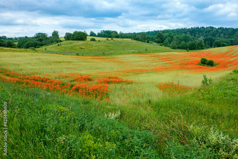 Poppy flowers in a rye field