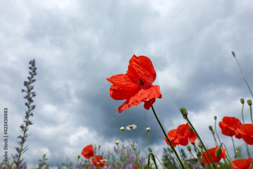 Fototapeta premium Red puppy flowers in windy day