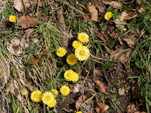 Huflattich (Tussilago farfara). Gruppe blühender Pflanzen mit gelbe Frühlingsblüte photo