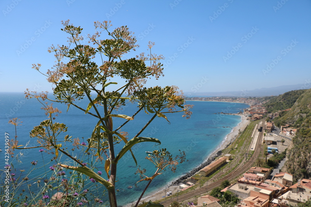 Foeniculum vulgare on the Mediterranean Sea, Italy