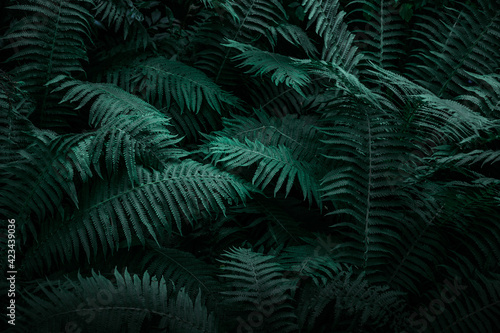 Green forest plants © VANTACULT
