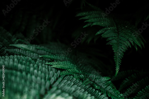 Green forest plants