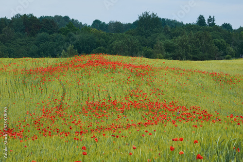 Poppy flowers in a rye field
