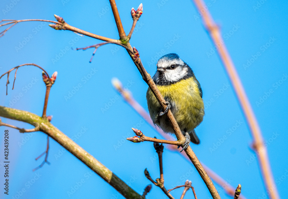 Fototapeta premium Bluetit perched on a branch, facing the camera
