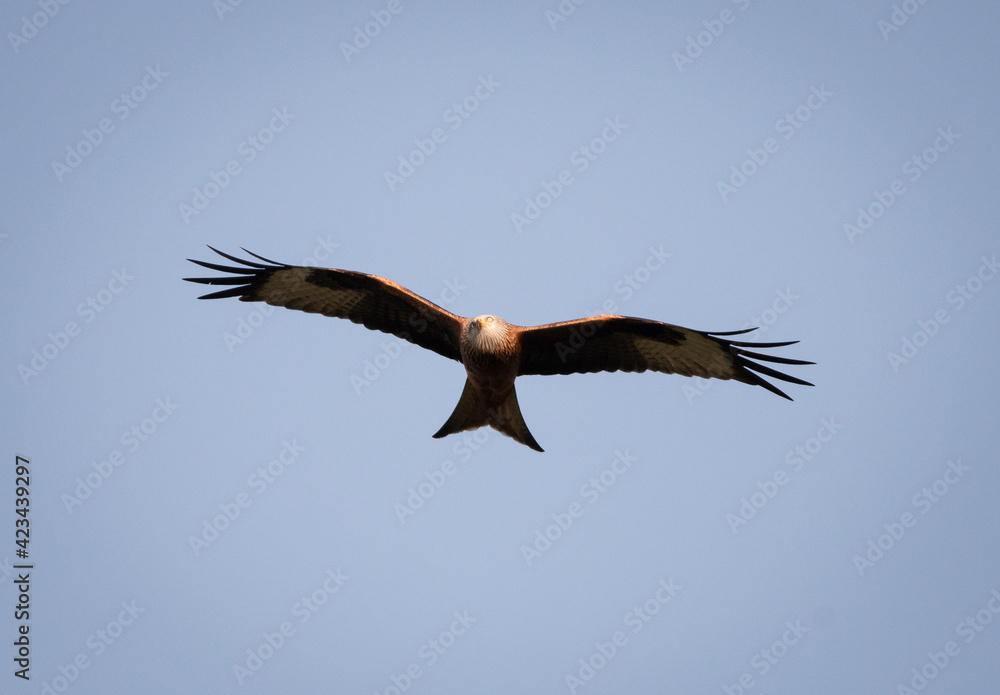 Red Kite in flight, looking slightly upwards. Red Kite in flight, looking slightly upwards.
