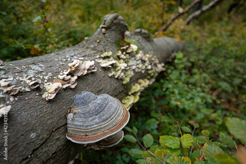 Fotografi Bracket fungus in fallen beech log