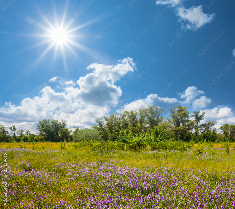 summer prairie with flowers under dense cloudy sky, natural countryside rural scene summer prairie with flowers under dense cloudy sky, natural countryside rural scene